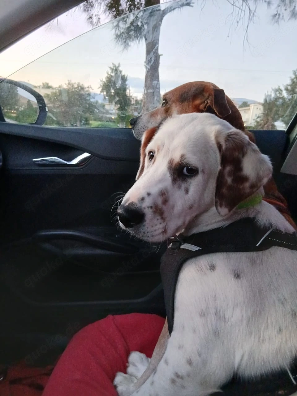 Frosty sucht ein Zuhause