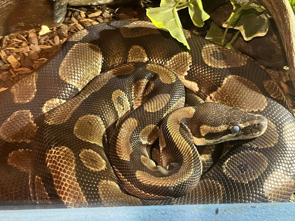 Königspython in liebevolle Hände abzugeben 