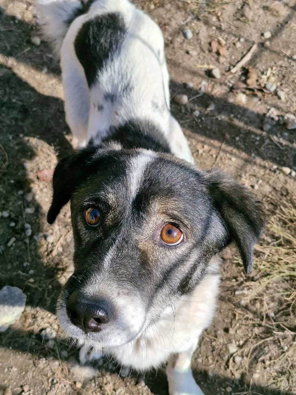 Mikruli wurde ausgesetzt und hofft auf dich