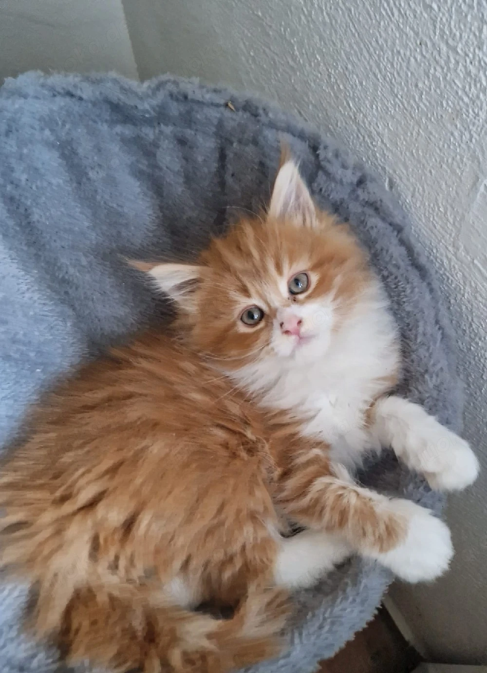 Maine Coon Mix Kitten Kater 