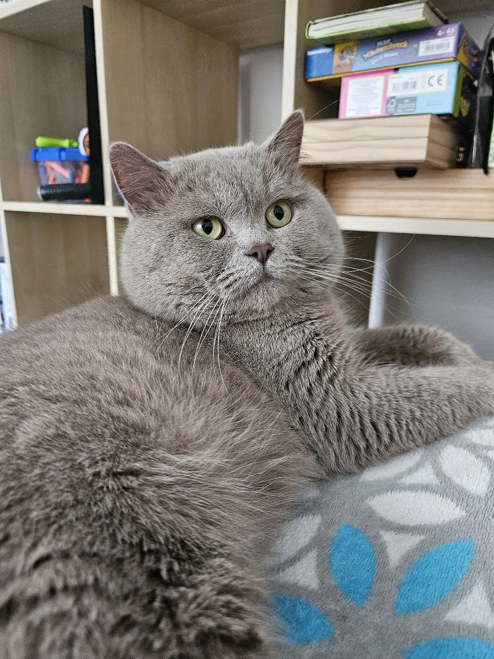 Puschkin bkh lilac deckkater (kein Verkauf)