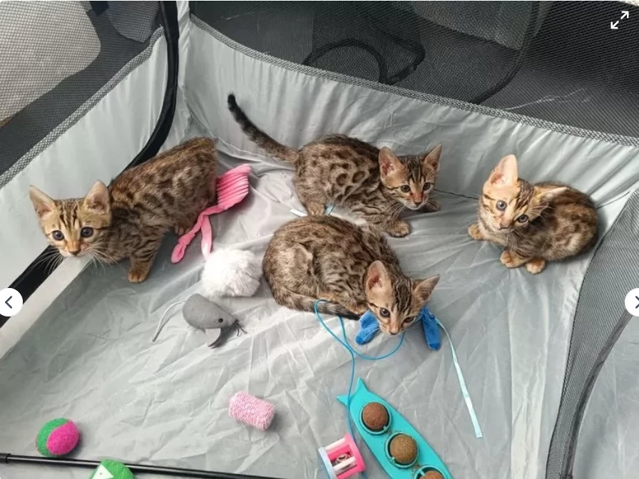 Wunderschöne Stammbaum-Bengal Kitten 