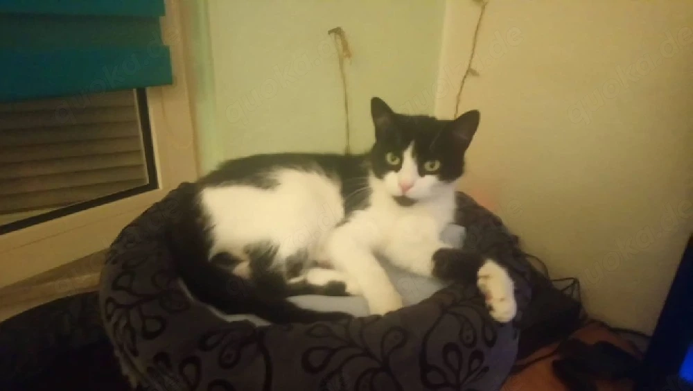 katze ab zugeben 