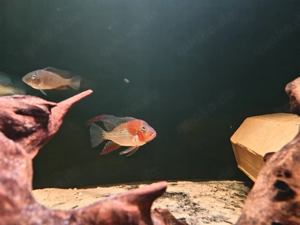 Acarichthys heckelii - Heckels Buntbarsche 