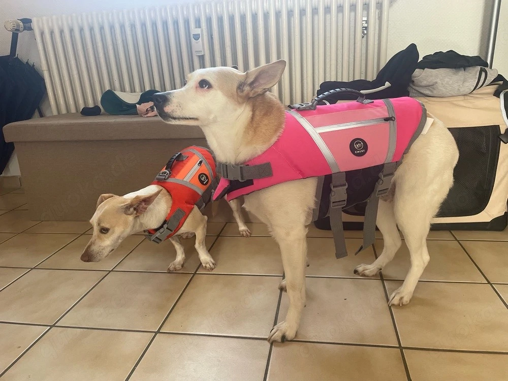 Hundebetreuung mit Herz  