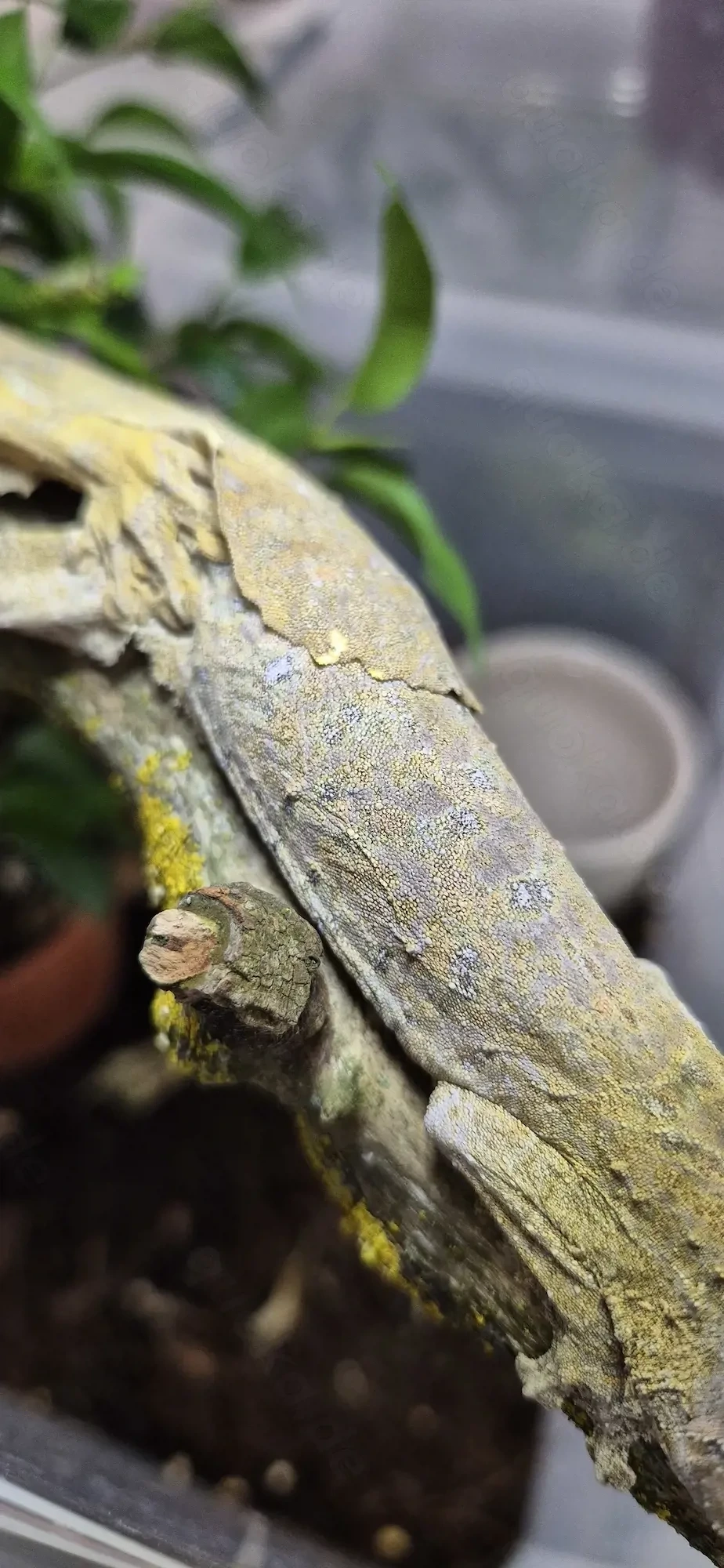 Das letzte Männchen!!! Uroplatus henkeli Nz'25