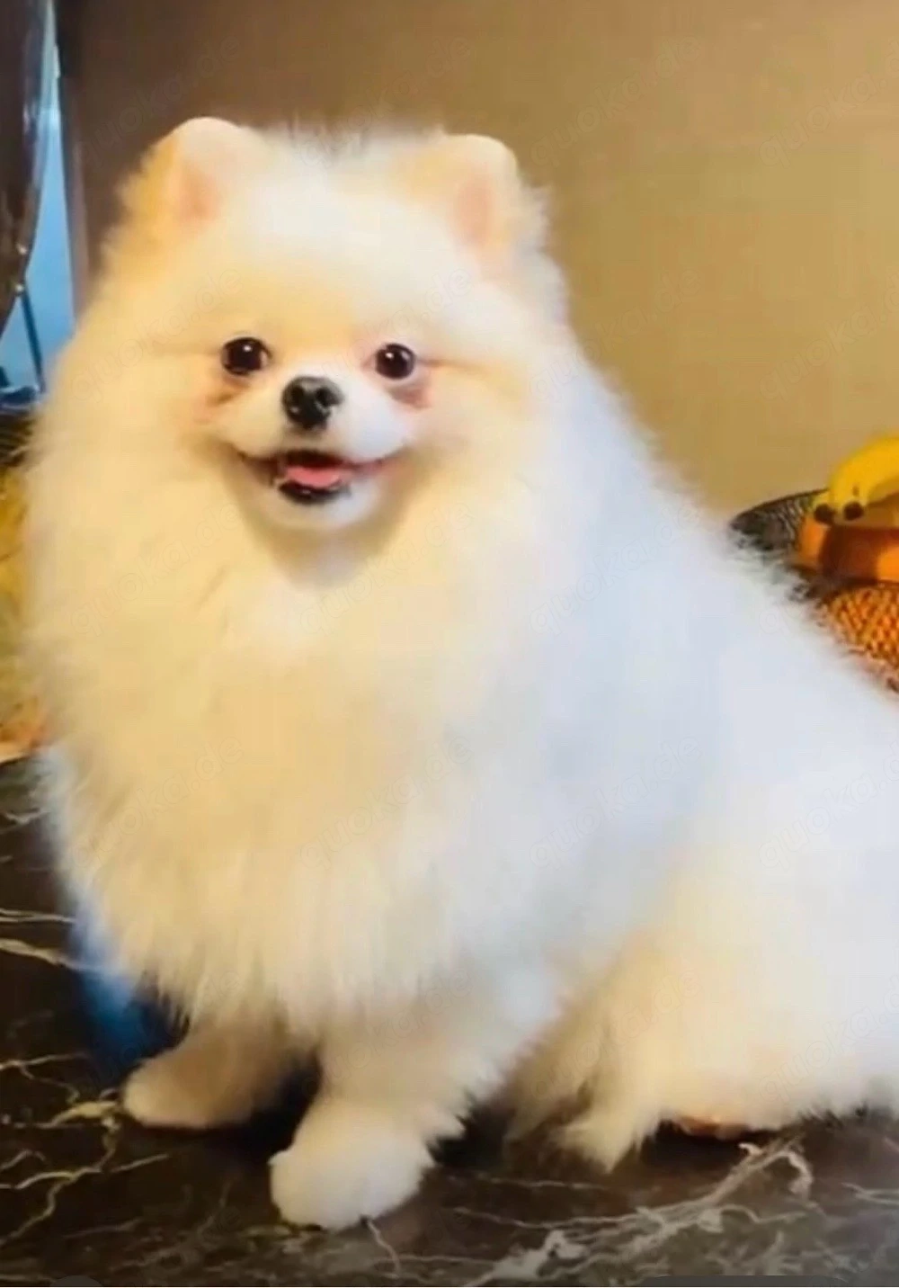 reinrassige Pomeranian  Zwergspitz  8 monate alt  
