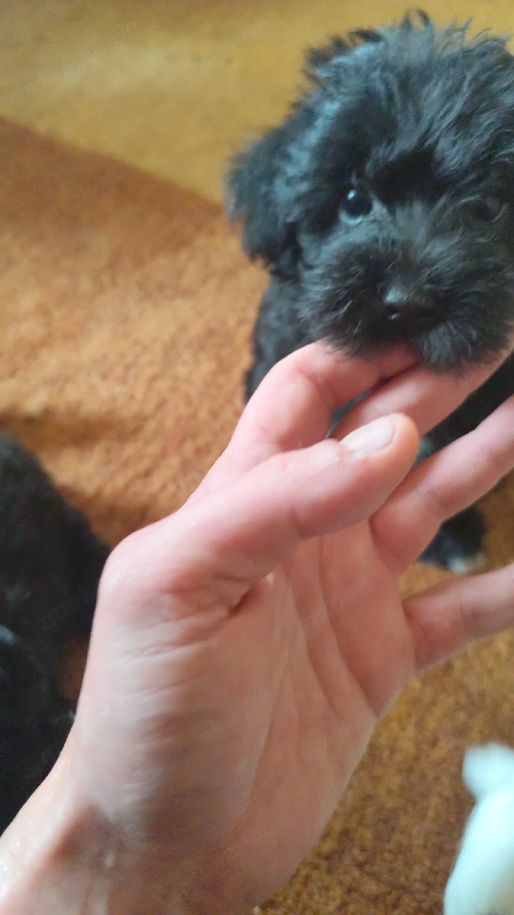 Maltshy Terrier mix Welpen 