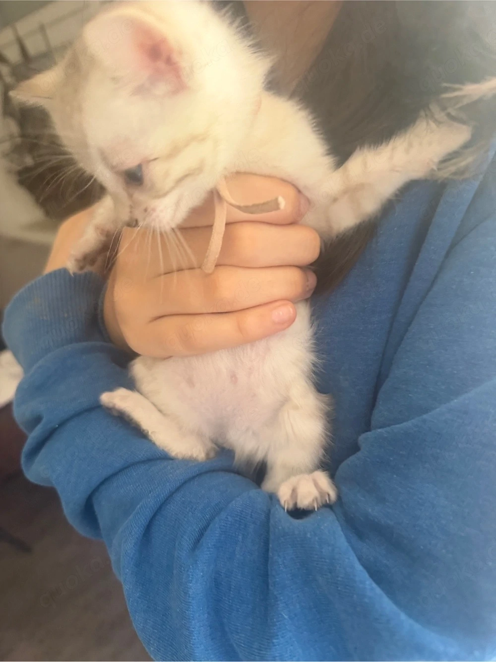 Wunderschöne Bengal-Kitten abzugeben   