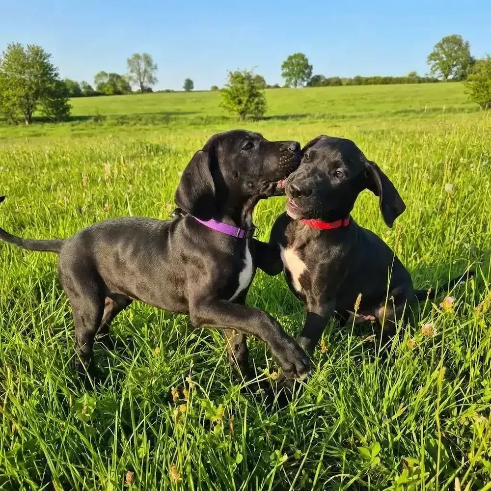 Deutsche Dogge Welpen (Abgabebereit)