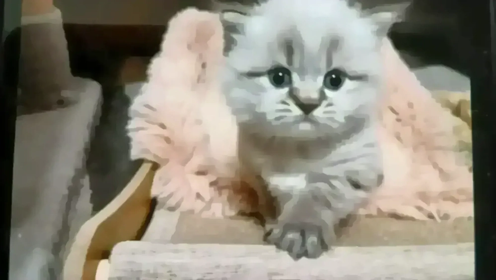 Baby Britisch Kurzhaar 