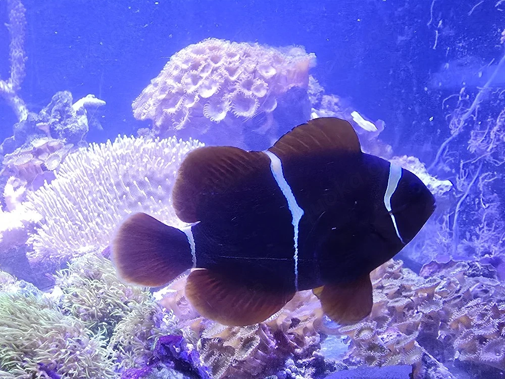 Anemonenfische 