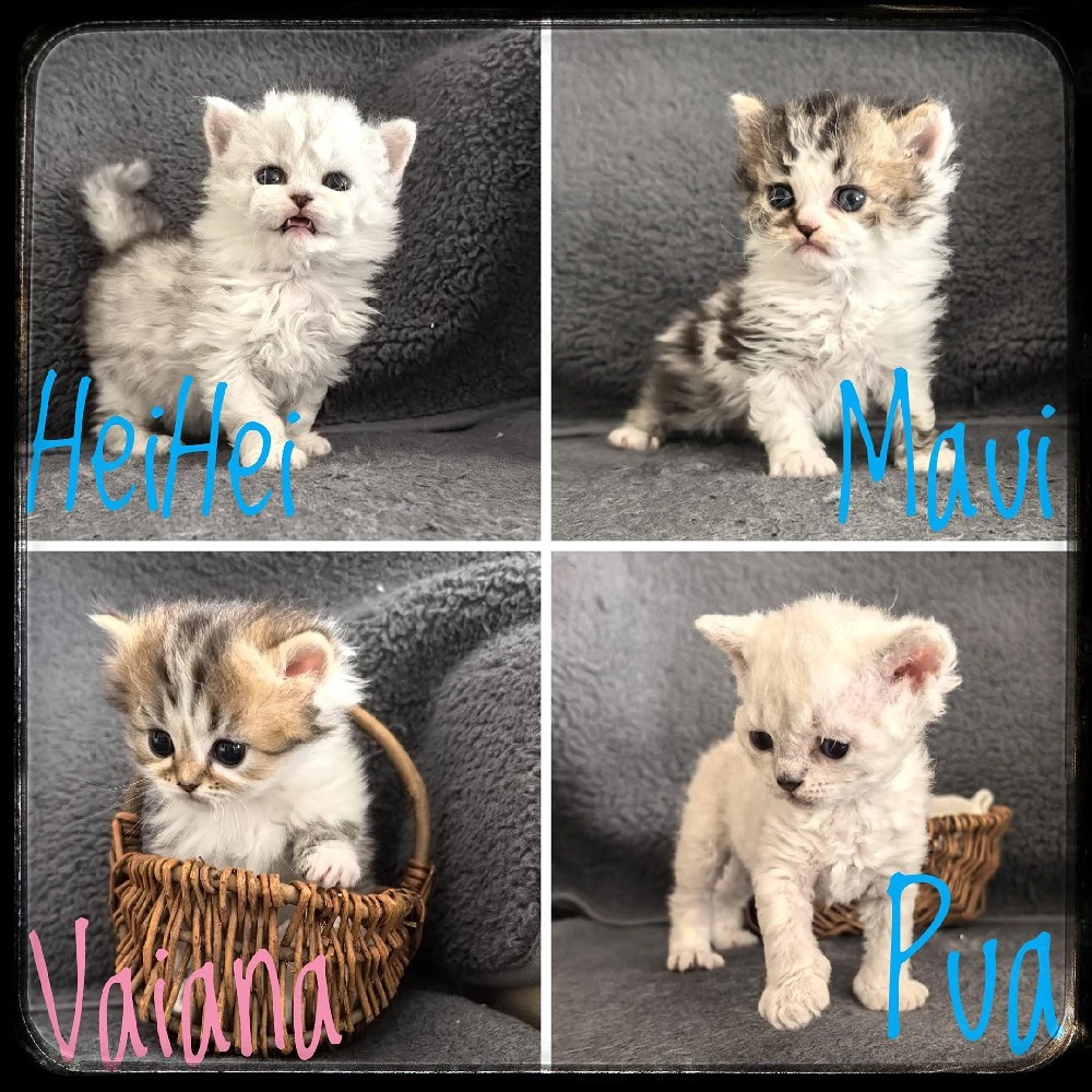 Süße lockige und glatthaarige Selkirk Rex Kätzchen 