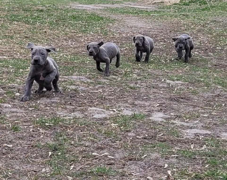 Deutsche Doggen Welpen in blau 