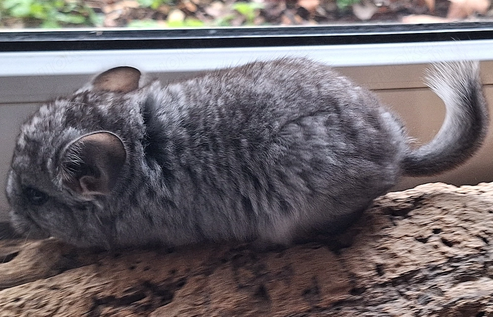 Chinchillababys Abgabeböckchchen