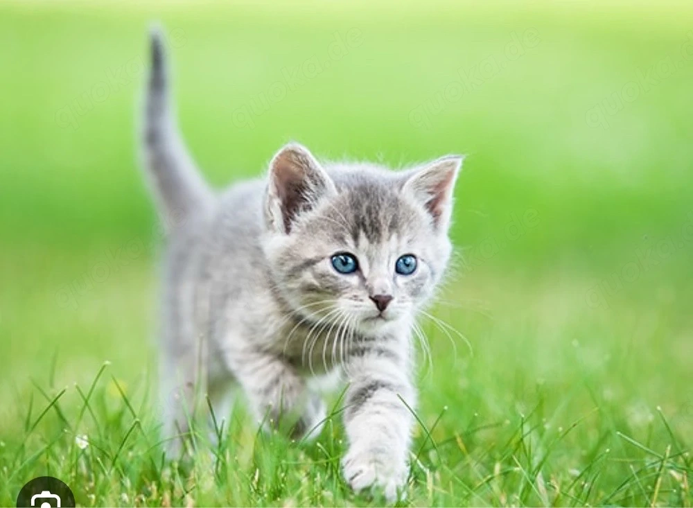 wir suchen 2 Babykätzchen 