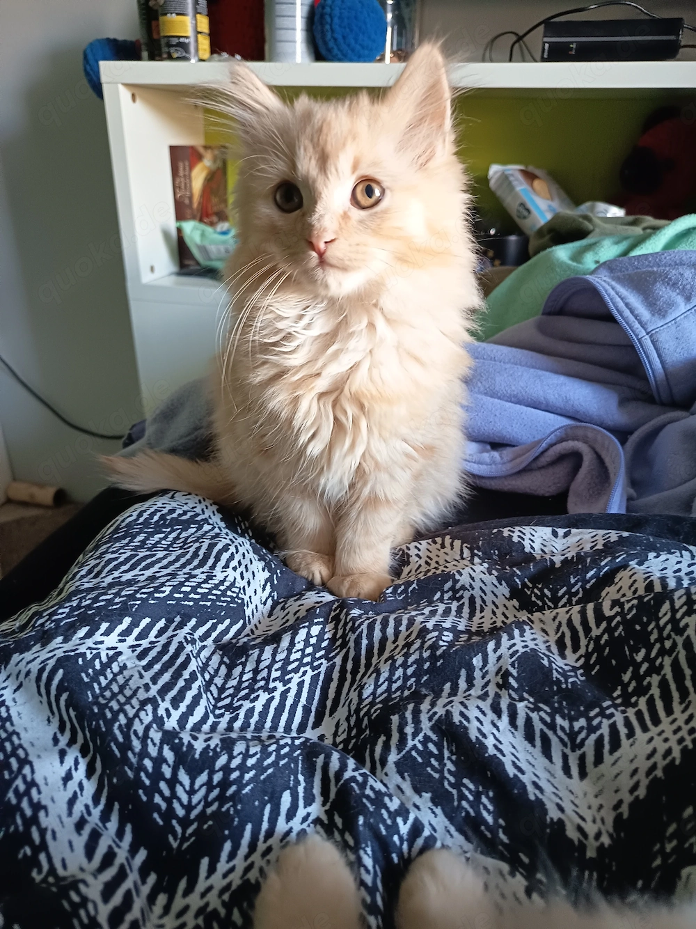 2 Langhaarmix Kater 16 Wochen