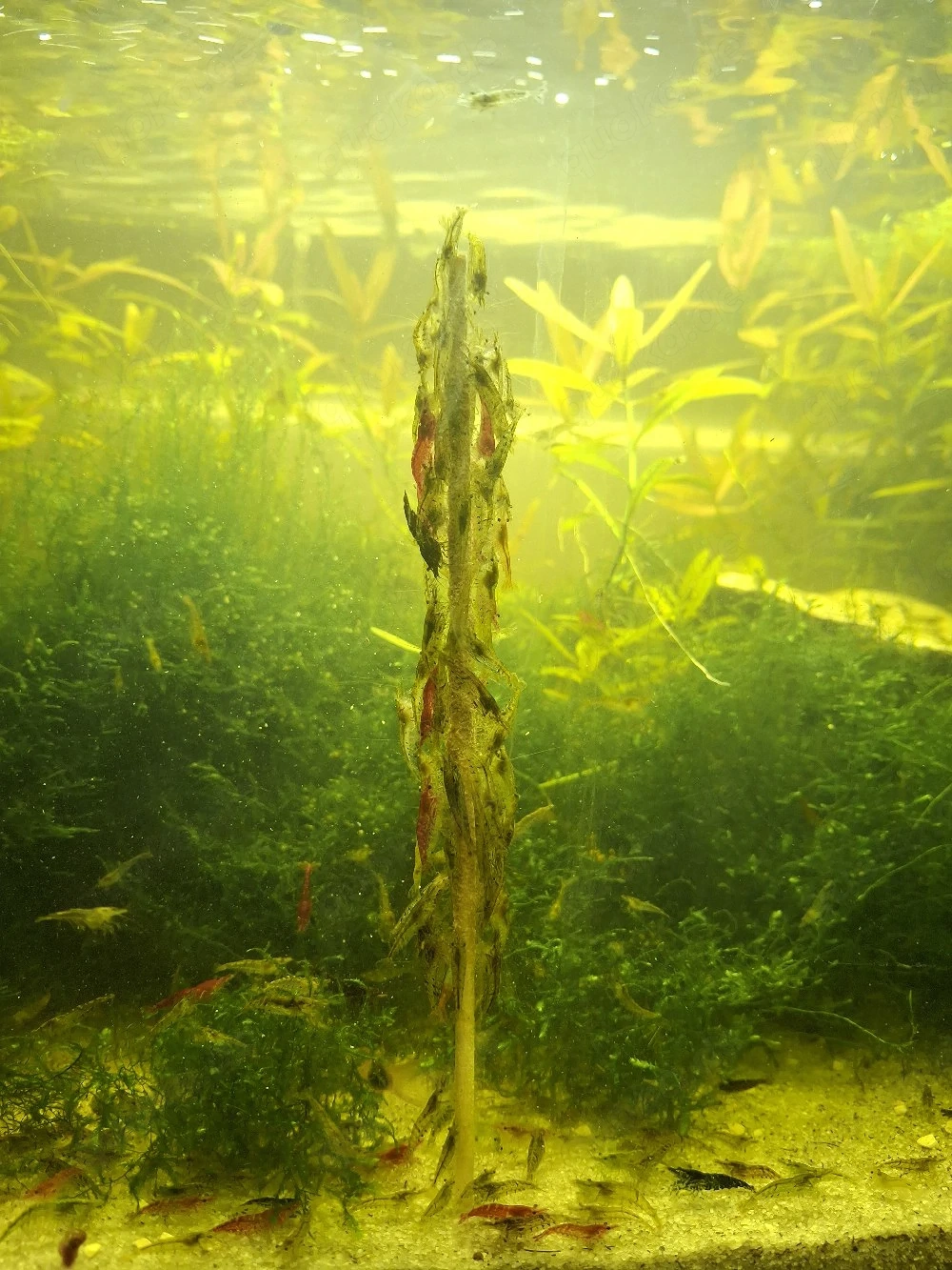 Süßwasser Garnelen  3 Stk 1 Euro 