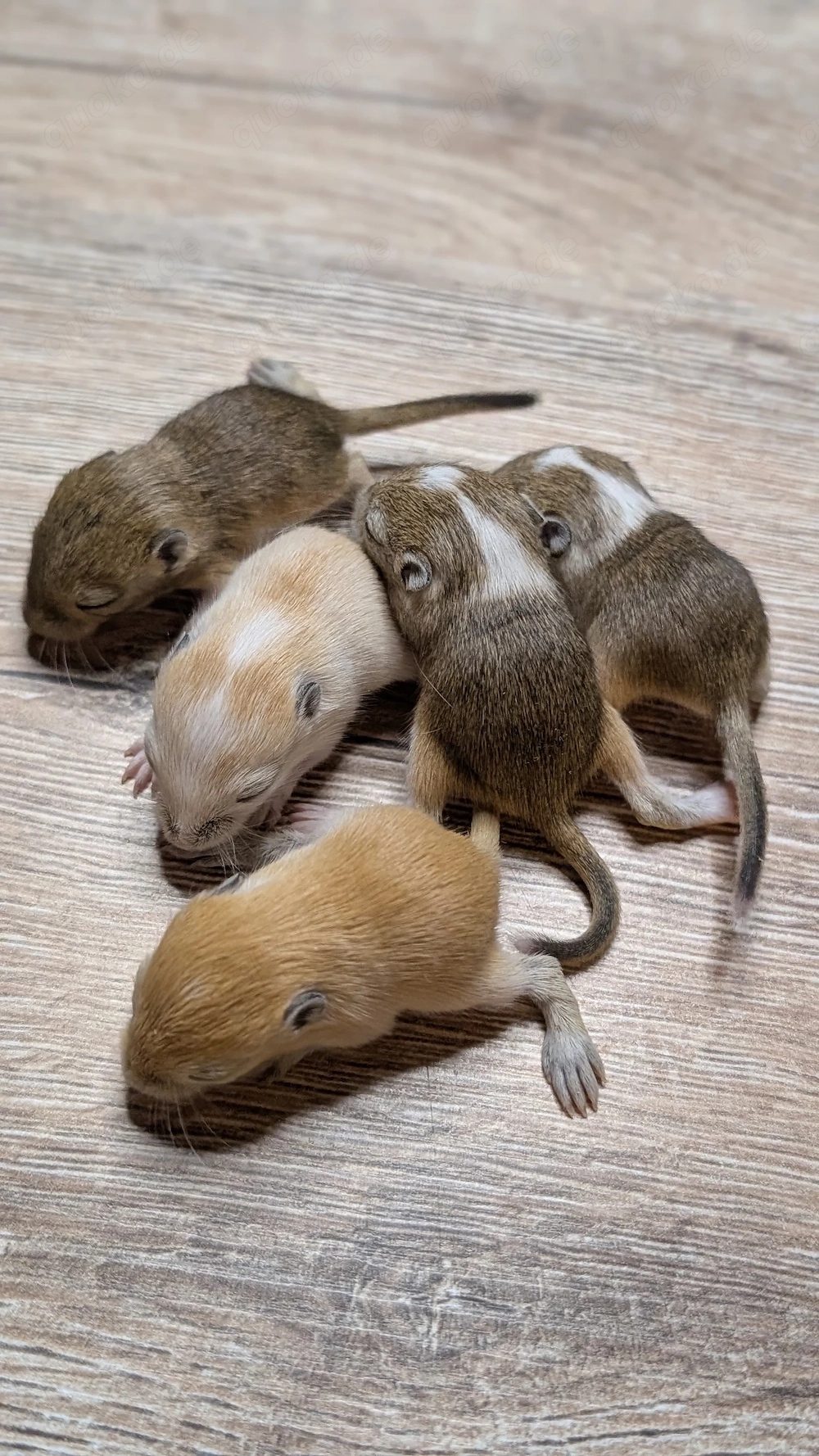 Baby Rennmäuse aus kleiner Hobbyzucht (Rennmaus, Gerbil, Wüstenrennmaus)