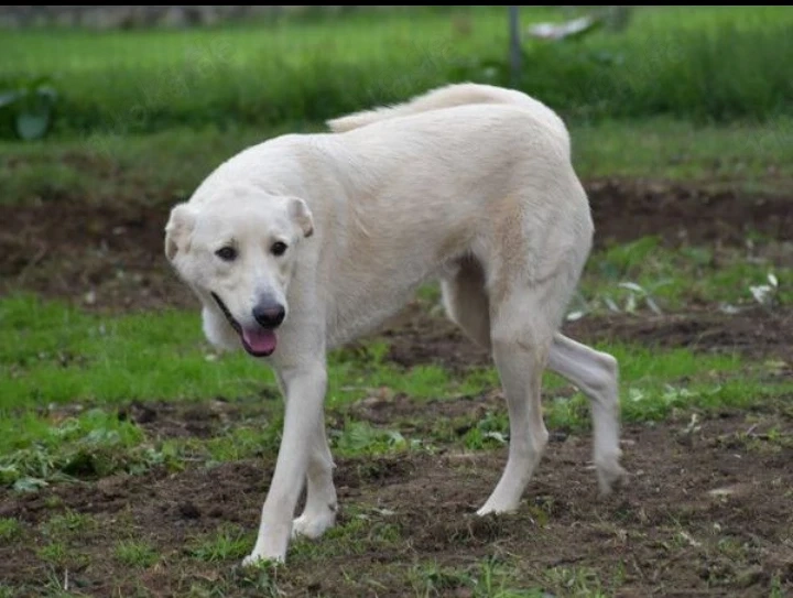 Taito sucht sein Zuhause (noch auf Sardinien)