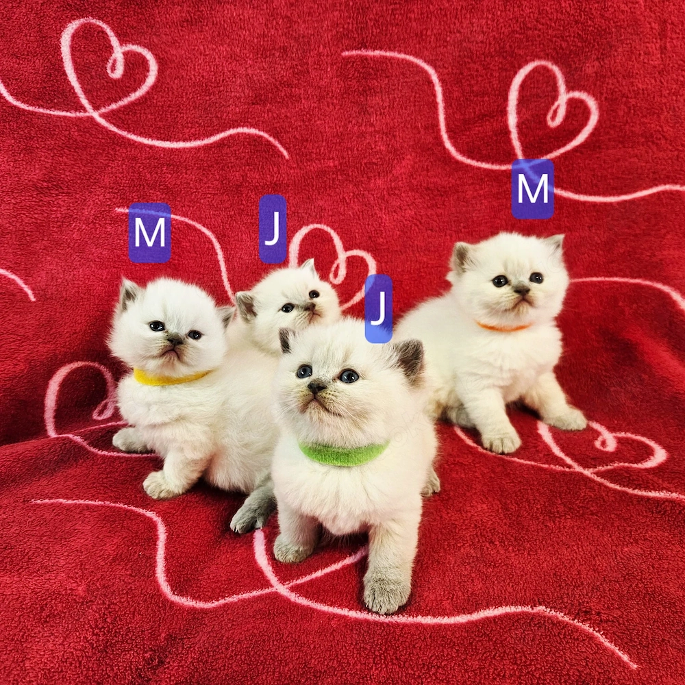 Kitten bkh
