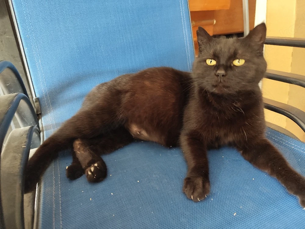 Katzen Kitten geb.24.08.2026