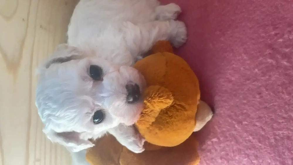 Bichon frise -Welpen aus kontrolliert Zucht 