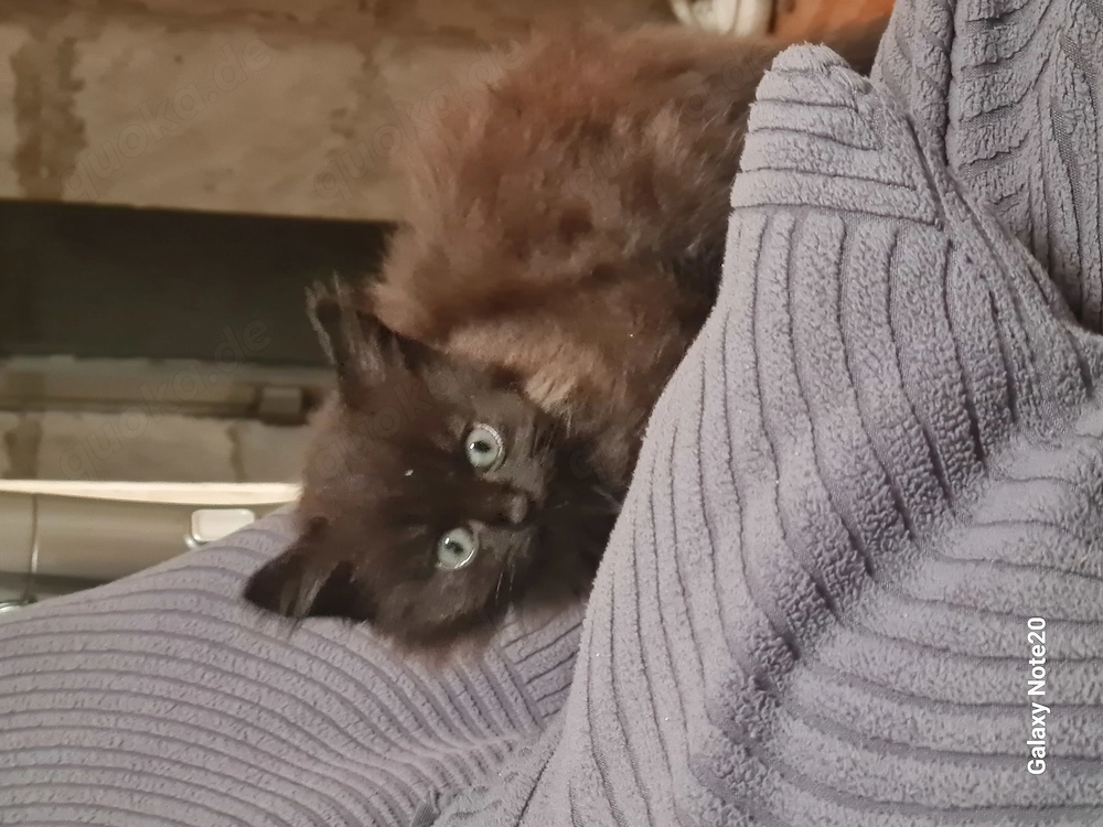 Weibliche Katze zur Adoption, schwarz 