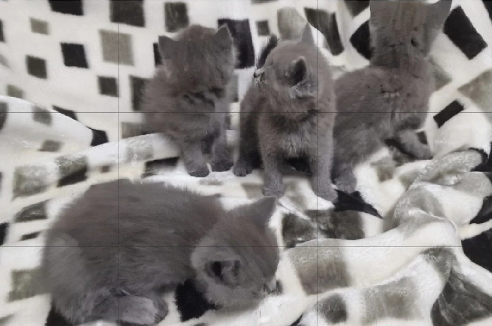 BKH katze zu verkaufen 