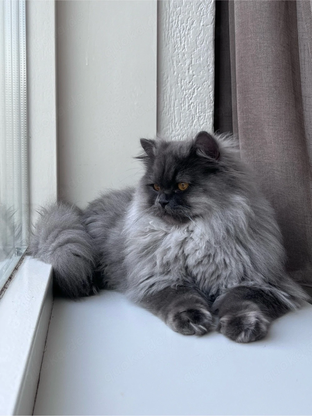 Deckkater   wunderschöner Perserkater sucht Katzendamen