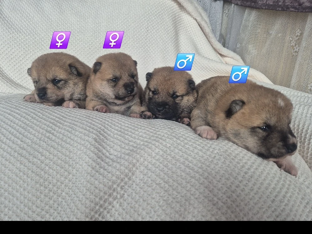  Shiba Inu Welpen,reinrassig