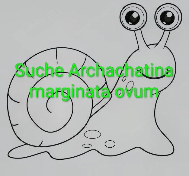 Suche  Achatschnecken  Schnecken   Archachatina marginata ovum