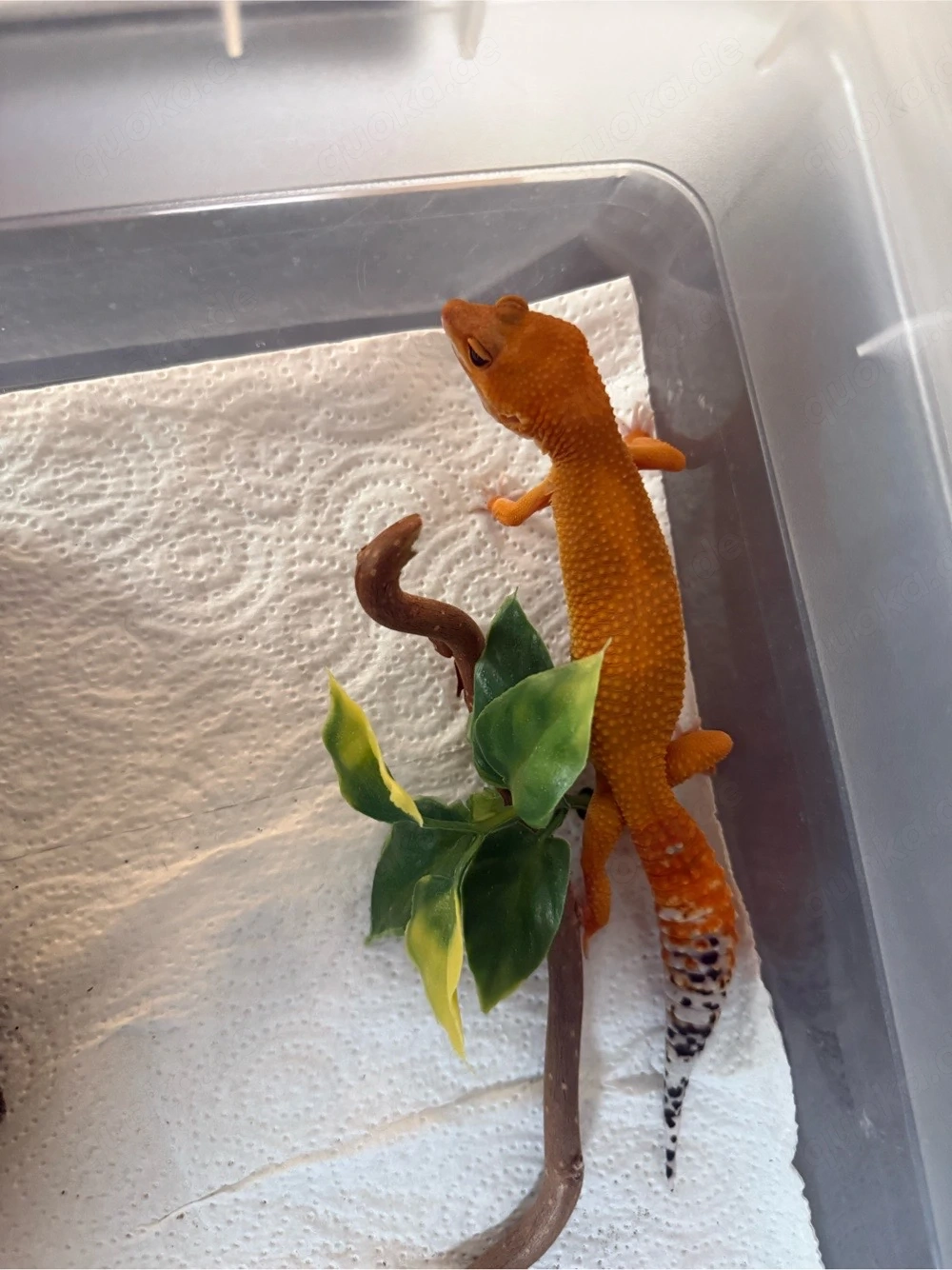Leopardgecko Super Hypo Tangerine Mandarin dringend