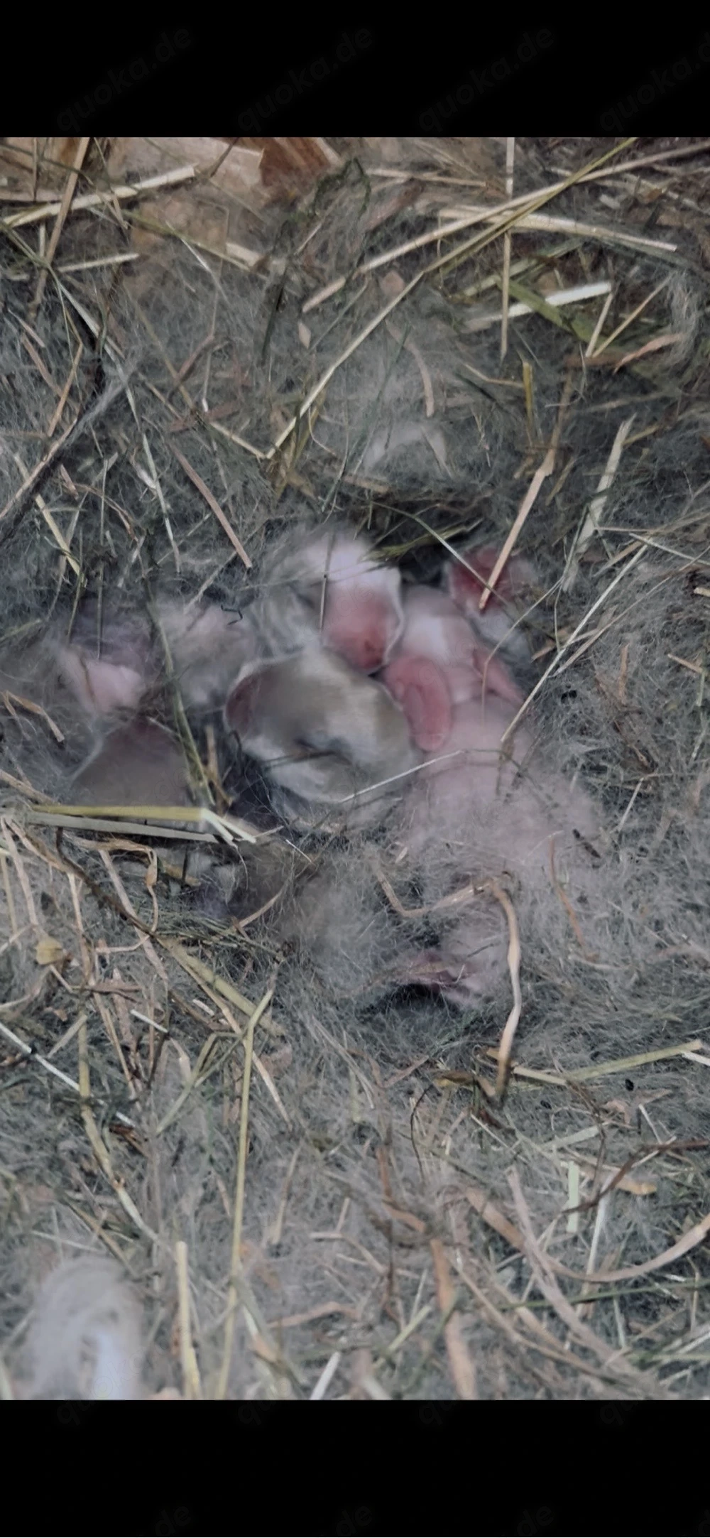 Zwergwidder Babys suchen ein liebevolles zuhause!