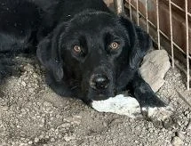 Baluk ca. 52 cm   mit weißen Socken