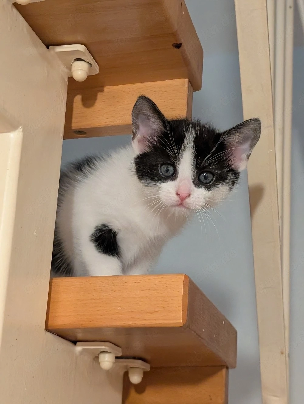 2 EHK-MaineCoon Mixe suchen Familienanschluss 