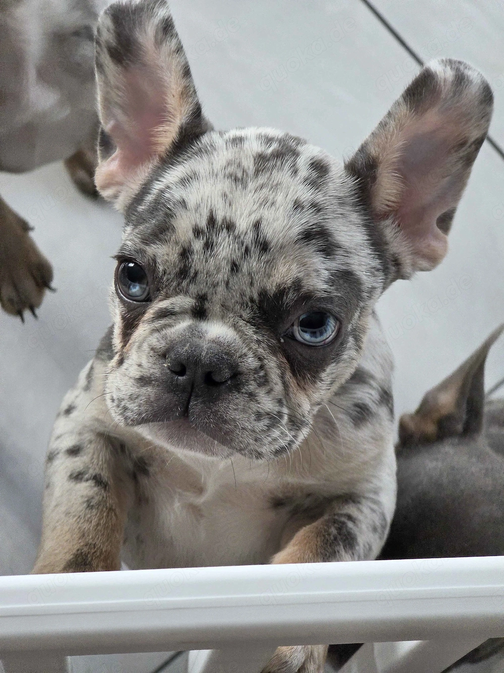 Französische Bulldog Welpen
