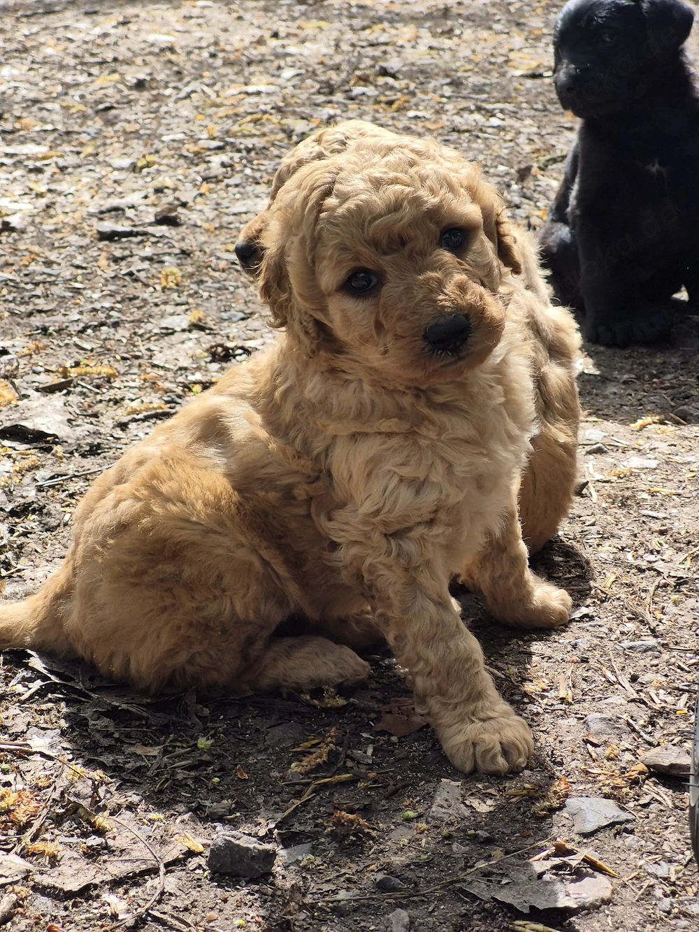 Labradoodle Welpen 