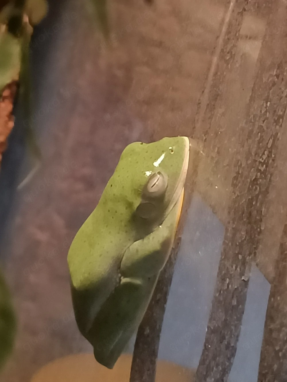 2.2 Java-Flugfrösche (Rhacophorus reinwardtii