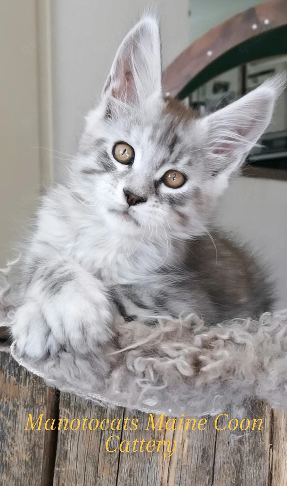 Traum Maine Coon Katerchen sucht.. 