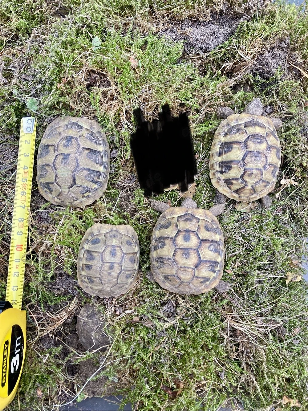 4 Griechische Landschildkröten aus 2021, THB, NZ