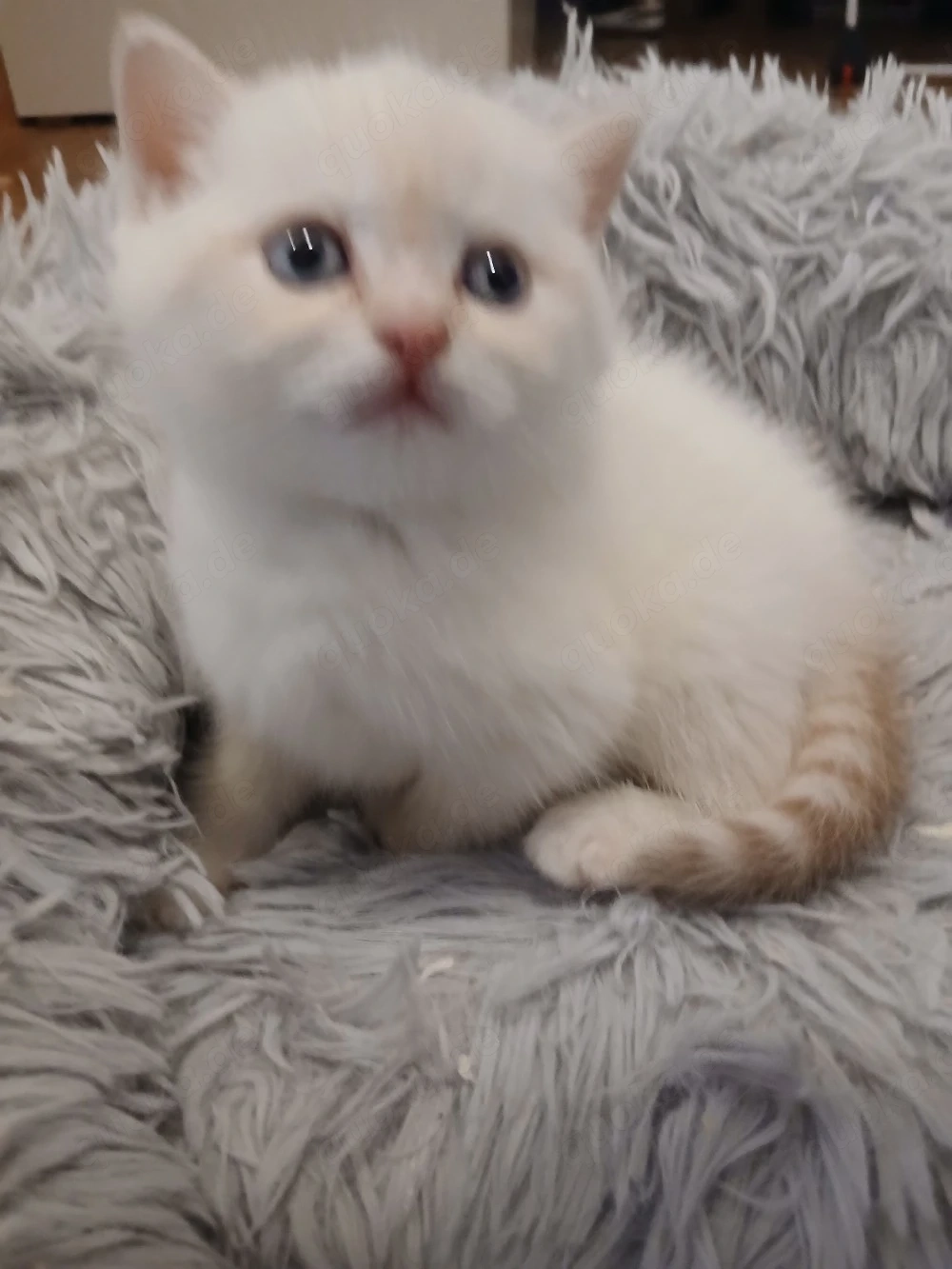 BKH Britisch Kurzhaar Kitten 