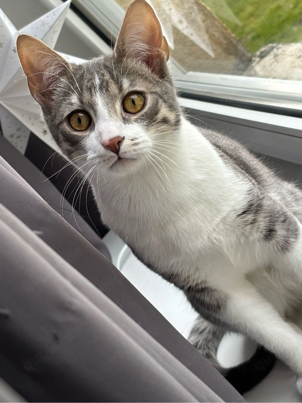 Cosmo sucht ein neues zuhause 