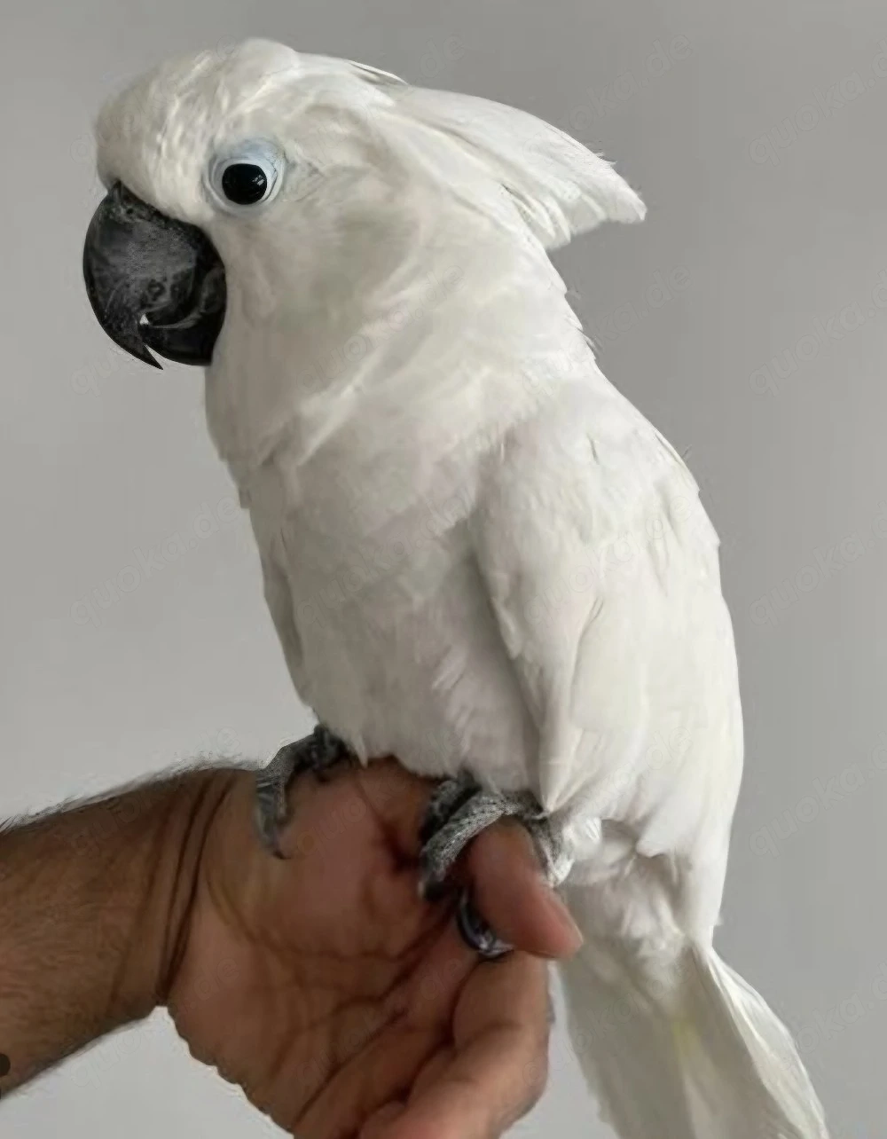 Kakadu gesucht