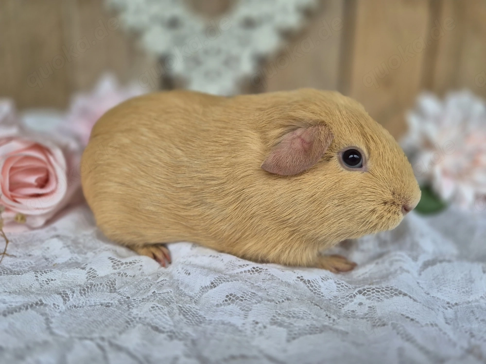 *Reserviert* Meerschweinchen, weiblich - Glatthaar, Buff (dunkle Augen)