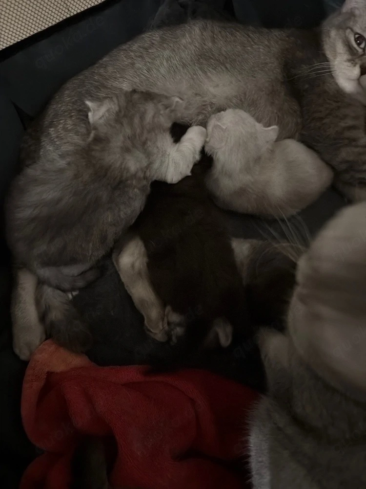 bkh kitten