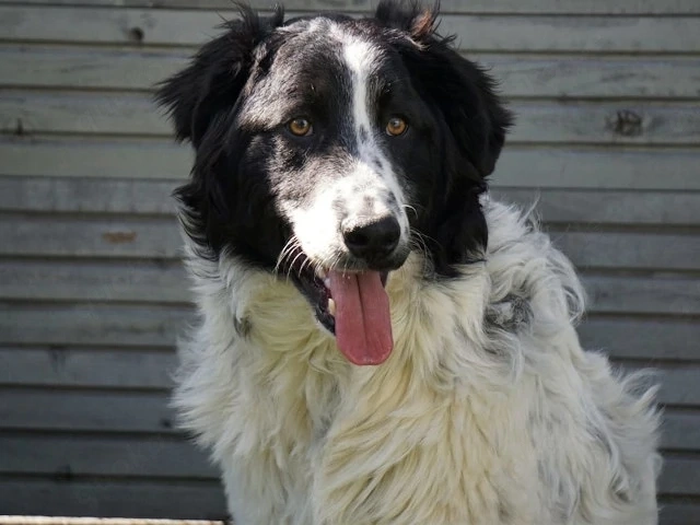 Loki sucht sein Zuhause