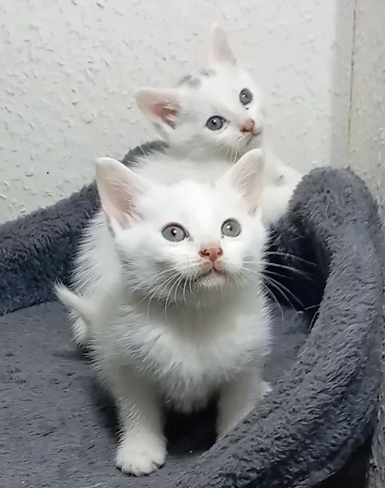 Bengal Mix Türkische Angora Kitten , Katzen Babys 