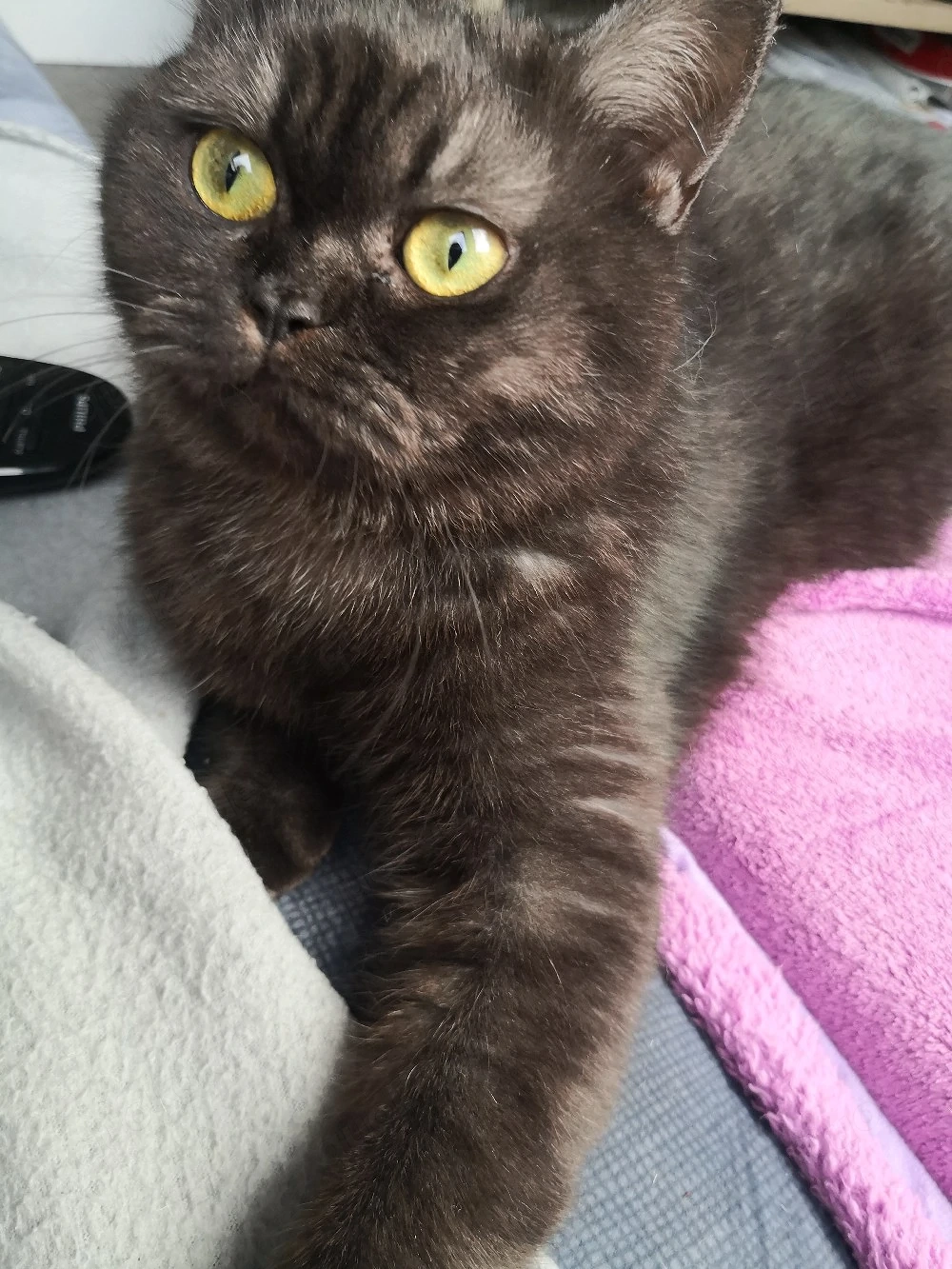 Dingend einjährige British kurzhaar Katze 