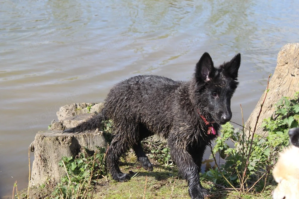 16 wochen alte Grodendael Hündin sucht 